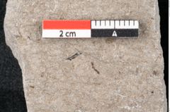 Foto (Detailansicht) von Plantae indet.  (NHMW-GEO-2024-0188-6704)